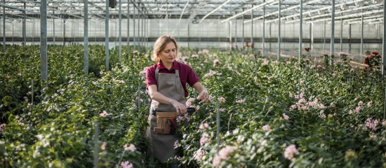 Une entreprise horticole qui commercialise les produits horticoles issus de son exploitation ainsi que des produits horticoles qu’elle achète auprès d’autres producteurs ne peut pas bénéficier de l’exonération de CFE dès qu’elle ne peut pas établir que les produits achetés à l’extérieur ne représentent qu’une faible quantité des volumes qu’elle vend.