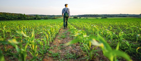 Lorsqu’elle n’est pas retirée par son destinataire, une lettre recommandée avec accusé de réception portant mise en demeure de payer les fermages est dénuée d’efficacité. L’action en résiliation du bail rural intentée ensuite par le bailleur pour défaut de paiement des fermages n’est donc pas recevable.