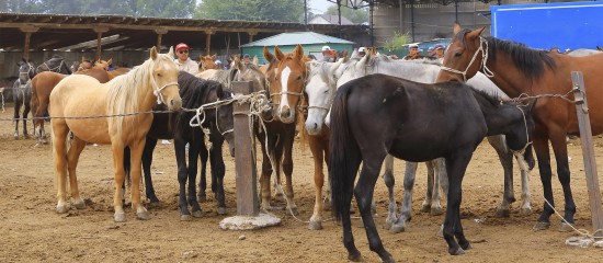 Une association ayant pour objet d’encourager la commercialisation des chevaux et des poneys sans la pratiquer ne peut pas, faute d’intérêt suffisamment direct et certain, défendre en justice les intérêts des éleveurs d’équidés.