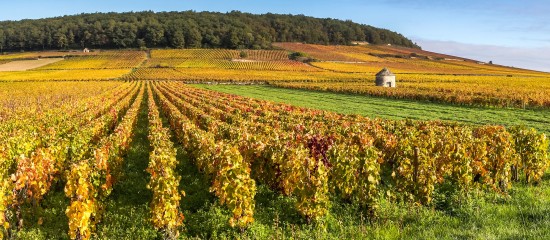 Le marché des vignes a enregistré un léger repli en 2016 en termes de valeur et de surfaces vendues. Hors champagne, le prix moyen d’un hectare de vigne est en hausse.