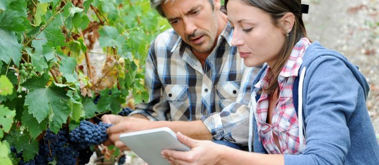 Les professionnels du vin ont jusqu’au 10 septembre 2017 pour effectuer leurs déclarations en ligne.