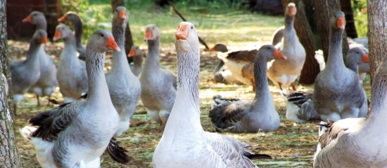 Pour limiter les risques d’apparition d’une nouvelle épizootie de grippe aviaire, les mesures de biosécurité sont renforcées à compter du 1 septembre 2017.