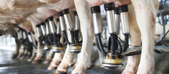 La durée minimale des contrats de vente de lait signés par les jeunes agriculteurs est portée à 7 ans.