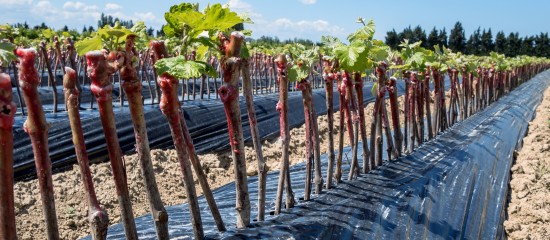 Selon le bilan de campagne 2016-2017 publié par FranceAgriMer, 40 101 autorisations de plantation de vignes ont été délivrées.