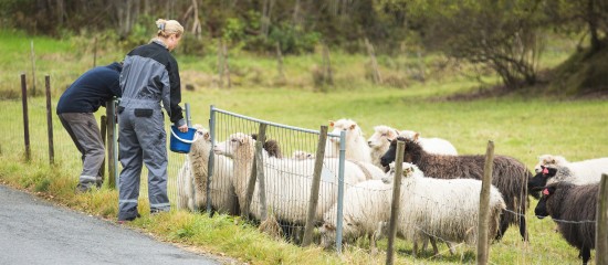 Les conditions d’octroi et les montants des aides ovines et caprines pour la campagne 2017 ont été précisées.