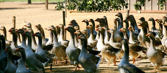 Les éleveurs de volailles « élevées en plein air » ou sous « Label rouge » situés dans une commune exposée à un risque de grippe aviaire sont autorisés, à titre dérogatoire et temporaire, à maintenir les volatiles à l’intérieur des bâtiments.