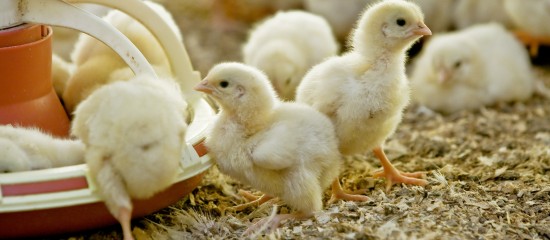 Les éleveurs de volailles touchés par la grippe aviaire pourraient également être indemnisés pour les pertes subies au redémarrage de leur activité après la période de vide sanitaire.