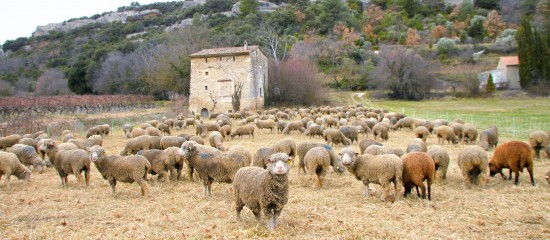 Les aides complémentaires ovines et laitières sont supprimées à compter de 2018.