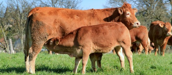 Les montants 2017 des aides aux bovins laitiers et aux bovins allaitants ont été fixés.