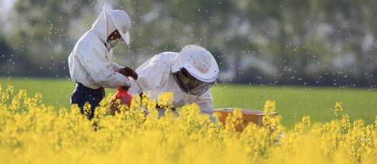 La suspension de deux insecticides à base de sulfoxaflor a été confirmée par le Conseil d’État.