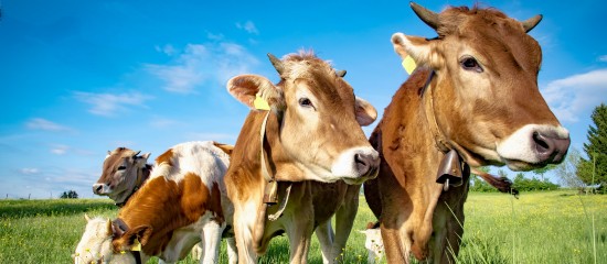 Les conditions d’accès aux aides bovines pour la campagne 2018 ont été définies.