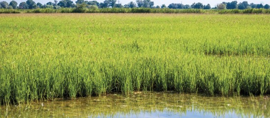 Le montant de l’aide couplée au riz pour la campagne 2017 est fixé.