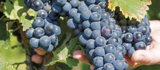 9 nouveaux cépages sont venus récemment s’ajouter au classement des variétés de vigne.