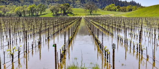 Les viticulteurs qui craignent de ne pas pouvoir procéder aux plantations prévues d’ici au 31 juillet prochain sont invités à annuler leur demande de perception de l’avance d’aide à la restructuration pour éviter la pénalité de 10 %.