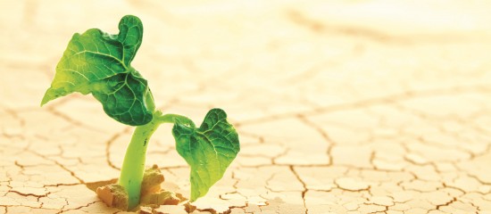 Selon une étude américaine, si rien n’est fait contre le réchauffement climatique, les récoltes de légumes seront réduites de 31,5 % en moyenne en 2100.