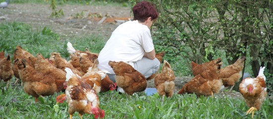 Le versement des indemnités promises aux éleveurs de volailles touchés par l’épizootie de grippe aviaire de 2017 est en cours et se poursuivra cet automne.