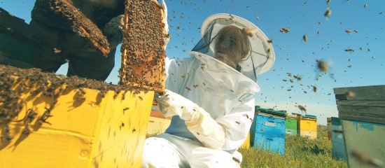 Une aide exceptionnelle à l’achat d’essaims sera bientôt mise en place en faveur des apiculteurs victimes de la mortalité de leurs abeilles.