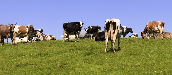 Les montants de la participation financière de l’État pour l’indemnisation des éleveurs de bovins ayant fait l’objet d’un abattage diagnostique dans le cadre de la lutte contre la brucellose bovine et la tuberculose bovine et caprine ont été revalorisés.