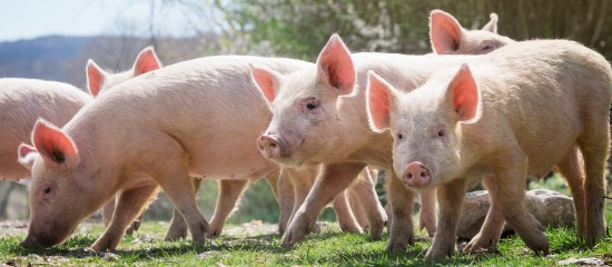 En vue de prévenir l’introduction du virus de la peste porcine africaine sur le territoire français, les éleveurs de porcs sont invités à respecter certaines règles de biosécurité.