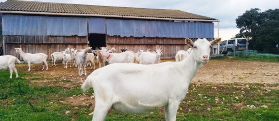 Les montants définitifs des aides couplées animales servies au titre de la campagne 2018 ont été fixés.