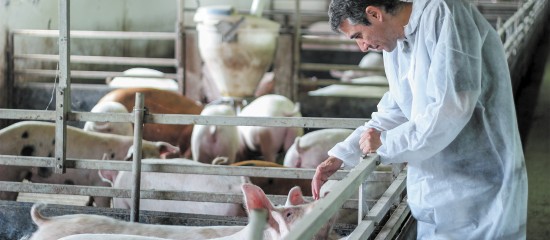 En vue de prévenir l’introduction du virus de la peste porcine africaine sur le territoire français, les éleveurs de porcs des départements frontaliers avec la Belgique sont tenus d’appliquer certaines mesures de prévention et de surveillance dans leurs exploitations.