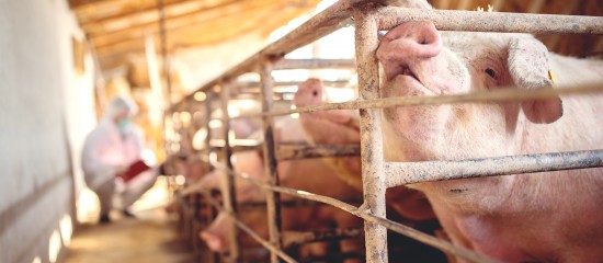 Toutes les exploitations agricoles détenant des suidés sont désormais tenues de respecter un certain nombre de mesures de biosécurité afin de prévenir le risque d’introduction du virus de la peste porcine africaine sur le territoire national.