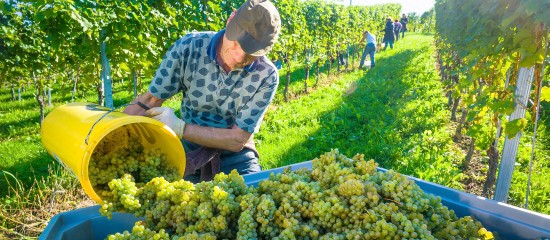 Les viticulteurs doivent déclarer leur récolte 2018 le 10 décembre au plus tard.