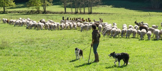 Les montants de l’aide ovine et caprine pour la campagne 2018 ont été légèrement revalorisés.