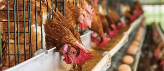 La construction ou le réaménagement de tout bâtiment d’élevage de poules pondeuses élevées en cage sont désormais interdits.