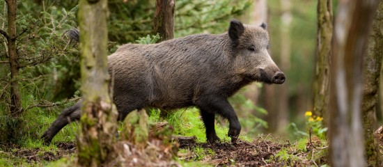 Pour éviter l’introduction du virus de la peste porcine africaine sur le territoire national, une zone blanche est constituée près de la frontière belge.