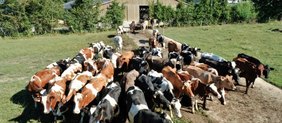 Les montants des aides bovines pour la campagne 2018 ont été légèrement revalorisés.