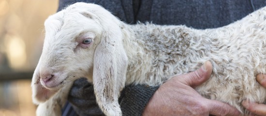 La visite sanitaire réalisée dans les élevages d’ovins ou de caprins pour la campagne 2019-2020 portera sur le thème de la bonne utilisation des antiparasitaires.