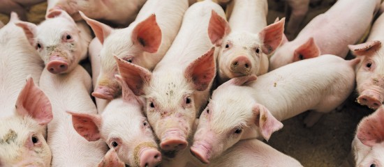 Le point sur les mesures de biosécurité prises pour éviter l’introduction du virus de la peste porcine africaine sur le territoire national.