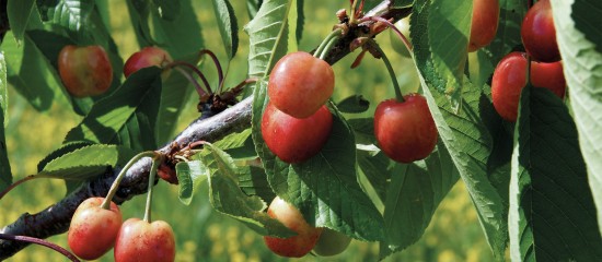 Les montants des aides couplées à la production de fruits destinés à la transformation ont été fixés pour la campagne 2018.