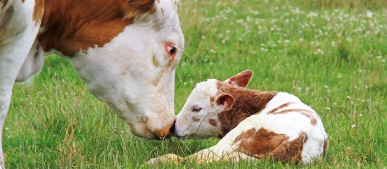 Les montants des aides aux veaux sous la mère et aux veaux issus de l’agriculture biologique pour la campagne 2018 ont été dévoilés.