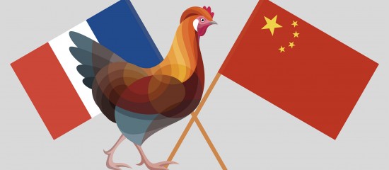 Les exportations de pattes, têtes et ailes de poulets français vers la Chine devraient être à nouveau prochainement possibles.