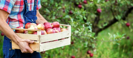 Les arboriculteurs ont jusqu’au 31 juillet ou jusqu’au 15 septembre prochain, selon les cas, pour demander une aide à la rénovation de leurs vergers.