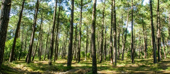 En un an, l’indice général du prix de vente des bois sur pied en forêt privée est passé de 61 €/m à 66 €/m, un plus haut depuis 2007.