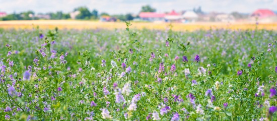 Les montants des aides couplées à la production de semences de légumineuses fourragères et de semences de graminées ont été fixés pour la campagne 2018.