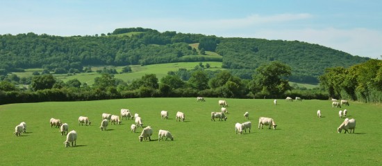 Interbev propose un guide destiné à accompagner les opérateurs de la filière bovine dans leurs démarches de contractualisation écrite.