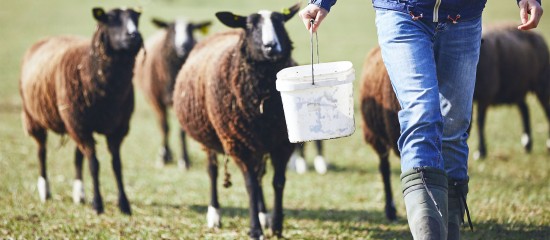 Les montants des aides bovines, ovines et caprines pour la campagne 2019 ont été précisées.