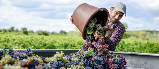 Les viticulteurs doivent déclarer leur récolte 2019 le 10 décembre au plus tard.