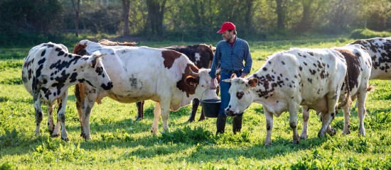 Les montants des aides bovines pour la campagne 2019 ont été légèrement revalorisés.