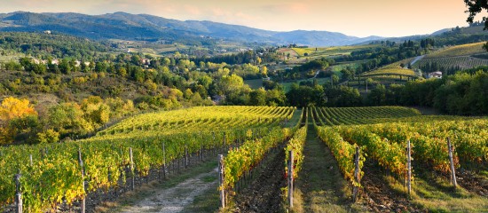 Des amendes administratives allant de 2 000 € à 6 000 € par hectare peuvent être appliquées aux viticulteurs n’ayant pas, dans les temps, utilisé leurs autorisations de plantation.