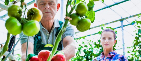 Une exploitation de tomates en serre située dans le Finistère a été infectée par le virus ToBRFV. Une première en France.