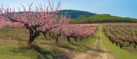 Les arboriculteurs ont jusqu’au 31 juillet ou jusqu’au 15 septembre prochain selon les cas pour demander une aide à la rénovation de leurs vergers.