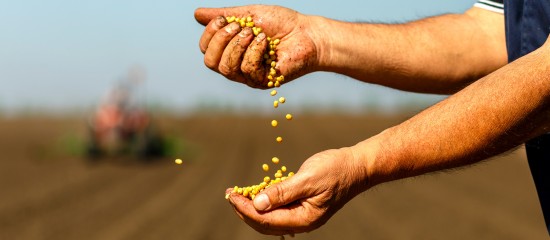 Les montants des aides couplées à la production de semences de légumineuses fourragères et de semences de graminées ont été fixés pour la campagne 2019.