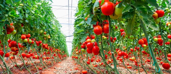 Les frais occasionnés par les mesures ordonnées par les autorités administratives pour lutter contre la propagation du virus de la tomate peuvent être indemnisés.