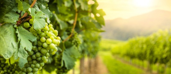 En 2019, le marché des vignes a enregistré un record en termes de surfaces échangées et une nouvelle hausse des prix.