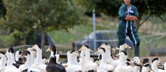 La durée et les modalités de l’étude scientifique menée par l’Anses dans le cadre des mesures de prévention contre l’influenza aviaire ont été récemment modifiées.